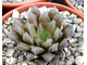 Haworthia bolusii v.blackbeardiana - розетка с корнями