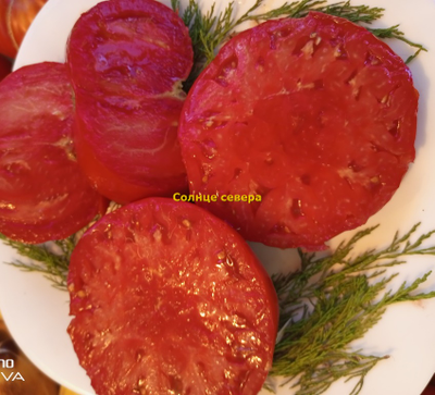 Томат Солнце севера