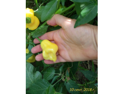 Перец острый Aji White Fantasy