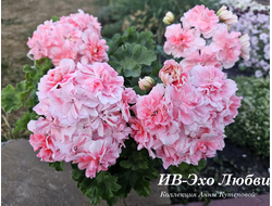 Пеларгония Эхо Любви фото