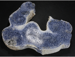 Коралл голубой Акори, Австралия (91*70*14 мм, 100 г) №37719