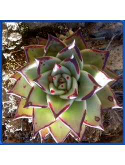 Echeveria agavoides 'Presa Madero'