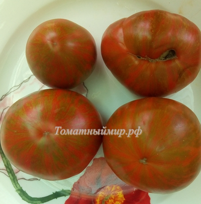 Томат Черная зебра (Black Zebra) США