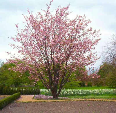 Вишня мелкопильчатая Kanzan