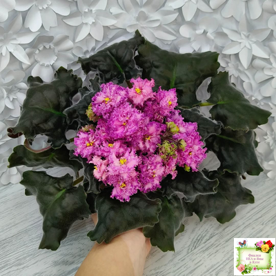 БР-Сочная Ягодка Люкс (С. и Н. Буркацкие) 2022 г.