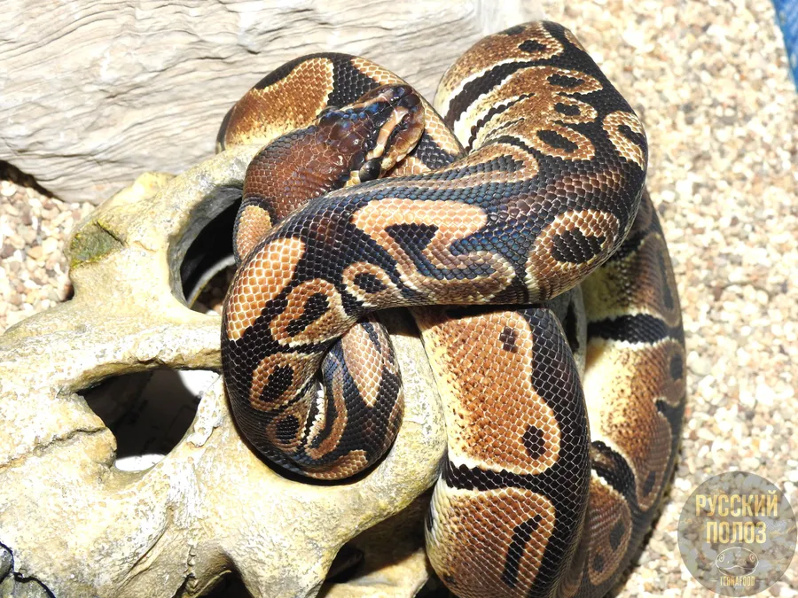 Королевский питон, Python regius, Ball Python