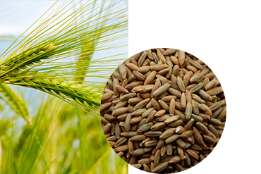 Рожь озимая