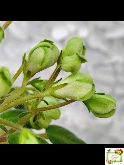 ML-Крыжовник (Miniviolets Lux) 2024 г. (детка)