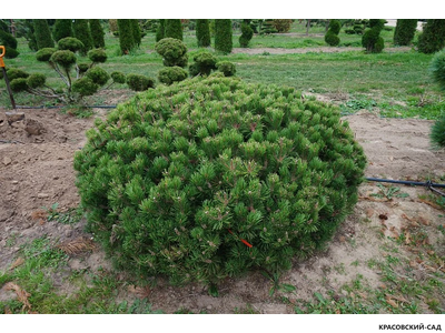 Ниваки - Бонсай садовый Сосна горная