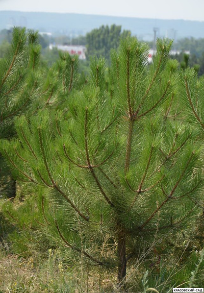 Сосна кедровая австрийская - Pinus Nigra Austriaca