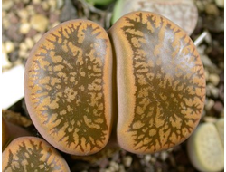 Lithops aucampiae C061 - 10 семян