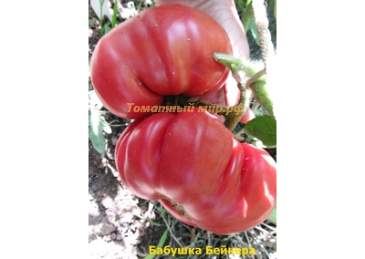 Томат Бабушка Бейкера (Grandma Baker's)