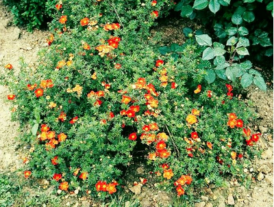 Лапчатка кустарниковая Red Ace