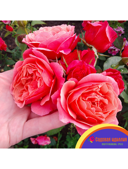 Аптаун Гёрл (Uptown Girl)