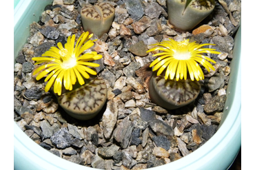 Lithops bromfieldii v. mennellii C283 
 