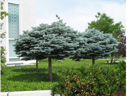 Ель колючая Glauca Globosa, C10