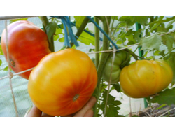 Томат Хейзел мей (Hazel mae)