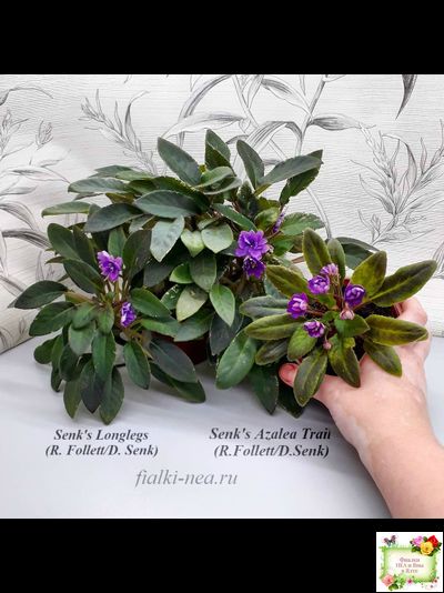 Senk's Azalea Trail (R.Follett/D.Senk) (9845) 01/30/2008 трейлер