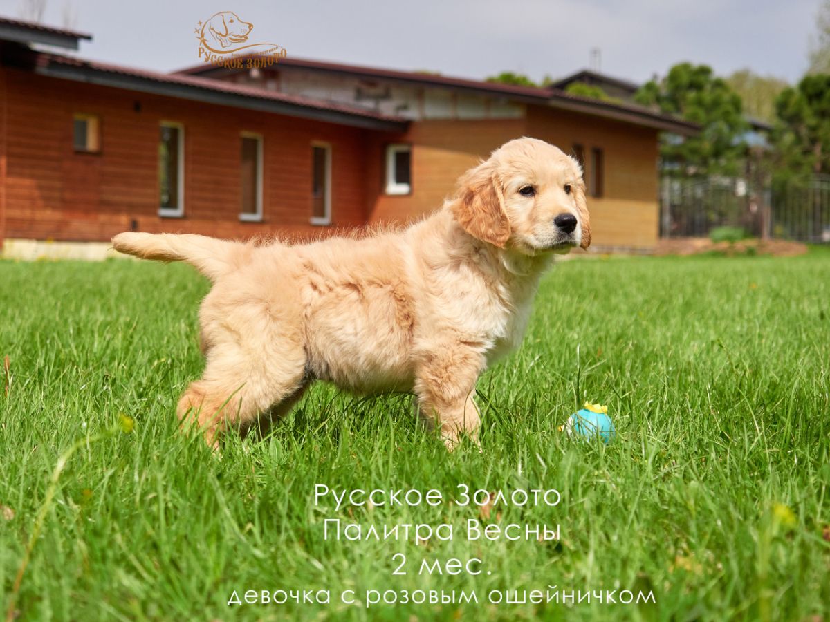 РЗ Палитра Весны, девочка розовый ошейничек, 2 мес