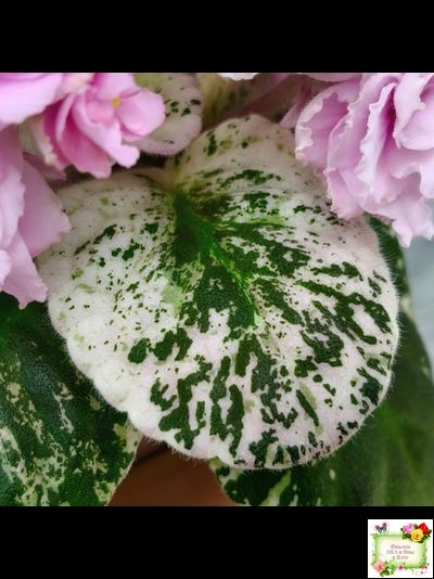 Rose Bouquet (G.T.Smith) (9028) 04/12/2001