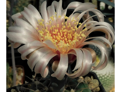 Gymnocalycium sutterianum VG-284 - 5 семян