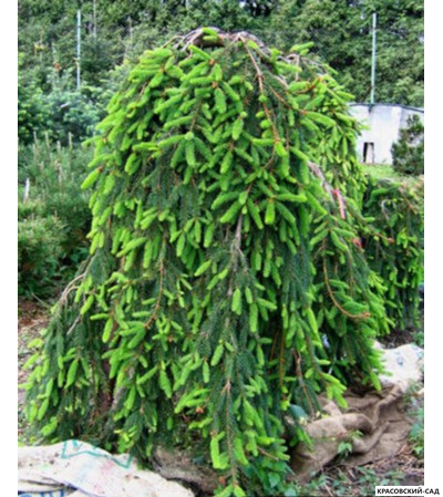 Ель Инверса - Фото в ландшафте- красовский-сад.рф