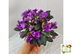 Senk's Longlegs (R. Follett/D. Senk) трейлер (укор. пасынок)