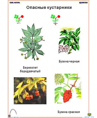 Ядовитые растения  (11 шт), комплект кодотранспарантов (фолий, прозрачных пленок)