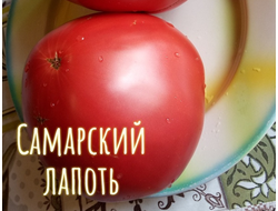 семена томаты "Самарский лапоть"
