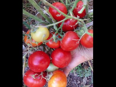 Томат Splash of kream (Irish cream) Ирландия