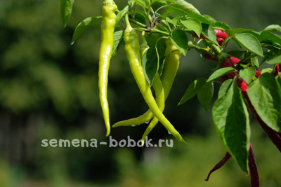 Перец  Чорбаджийский, 10 шт