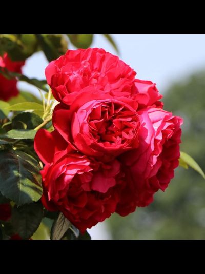 Флорентина (Florentina)