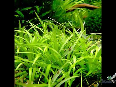 Эхинодорус тенеллус широколистный (меристемный) АЗИЯ