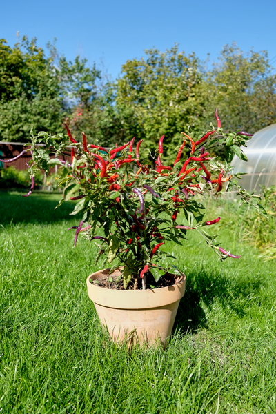 Перец острый Dreamcatcher White x TMHL, 10 шт