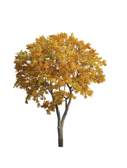 Деревья осенние