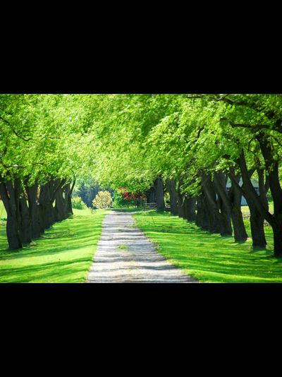 Купить греющую картину с фото аллея