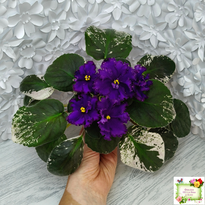 РМ-Черный Оникс (Н. Скорнякова) 2023 г. (розетка на фото)