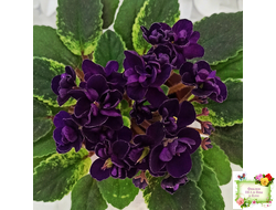 ЛЕ-Мия (Е.Лебецкая) 2018 г. (стартер)