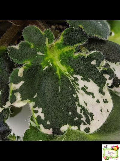 ЛЕ-Прага (Е.Лебецкая) 2017 г. (пестролистный гёрл-лист)