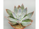 Echeveria Silver Queen