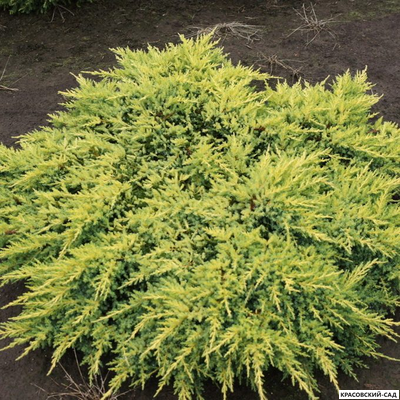 Можжевельник Даубс Фростед - Daub`s Frosted