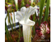 Sarracenia Leucophylla Alba