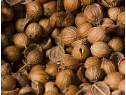 Кориандр (Coriandrum sativum) Россия, семена (5 мл) - 100% натуральное эфирное масло