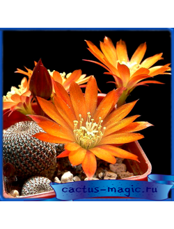 Aylostera heliosa R 314