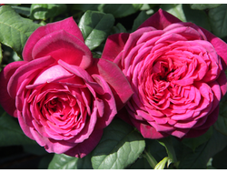 Роза Иоганн Вольфганг фон Гете (Johann Wolfgang von Goethe) ОКС, Россия