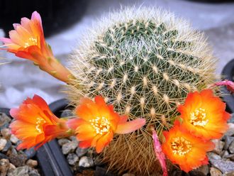 Sulcorebutia purpurea L 331a - 5 семян