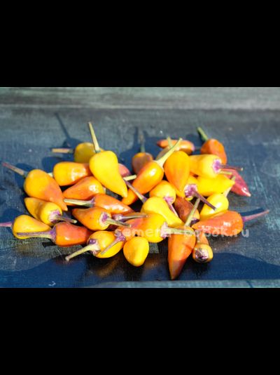 Острый перец Молли (Molly), 10 шт