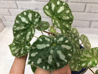 Бегония Jiewhoei Kiew