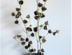 Канатник натуральный