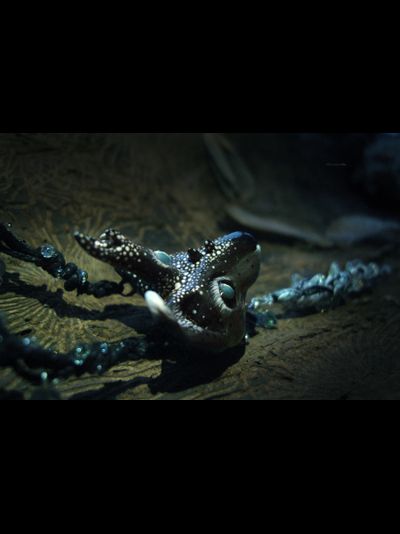 Волшебное колье-оберег &quot;Всеокий Оракул Снов&quot; (натуральные александриты, флюориты)